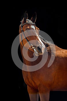 Portrait of bay horse with classic bridle isolated on black background