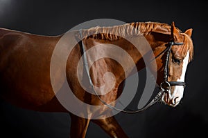 Portrait of bay horse with classic bridle isolated on black background