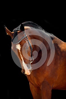 Portrait of bay horse with classic bridle isolated on black background