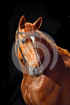 Portrait of bay horse with classic bridle isolated on black background