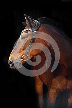 Portrait of bay horse with classic bridle isolated on black background