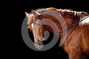 Portrait of bay horse with classic bridle isolated on black background