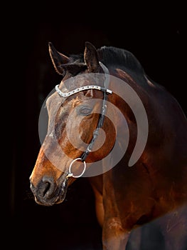 Portrait of bay horse with classic bridle isolated on black background