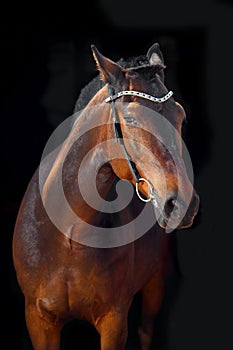 Portrait of bay horse with classic bridle isolated on black background