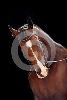 Portrait of bay horse with classic bridle isolated on black background