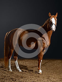 Portrait of bay horse with classic bridle isolated on black background