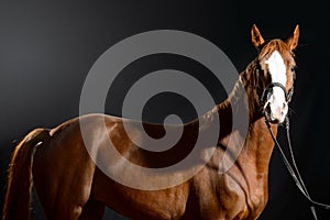 Portrait of bay horse with classic bridle isolated on black background