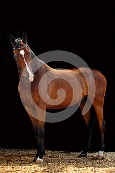 Portrait of bay horse with classic bridle isolated on black background