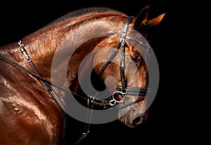 Portrait of bay horse Holsteins on a black background