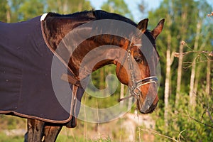 Portrait of bay horse in horse-cover