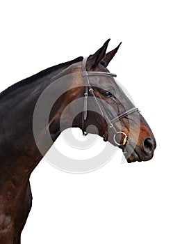 Portrait of a bay horse isolated on white background with clipping path