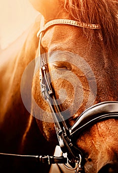 Portrait of a bay horse with its eyes closed on a sunny day. Equestrian sports. Horse riding