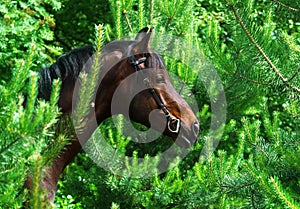 Portrait of bay horse in pine tree