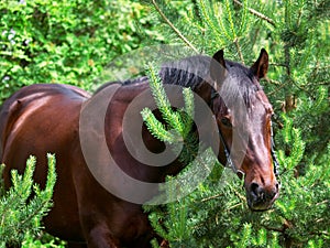 Portrait of bay horse in pine tree