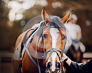 Portrait of a bay horse with a saddle on its back, which is held by a horse breeder by the bridle rein. Equestrian sports and