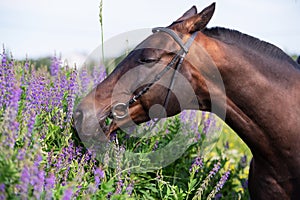 portrait of bay horse sniffling flowers in meadow. close up. cloudy day photo