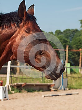 Portrait of bay horse at sportive manege background. close up