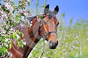 Portrait of bay horse in spring garden