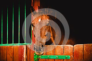 Portrait of a bay horse standing in a wooden stall in the stable. Agriculture and horse care