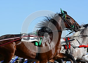 Portrait of a bay horse trotter breed in motion on hippodrome.