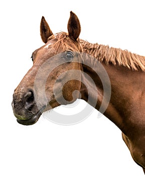 Portrait of a bay horse on a white background