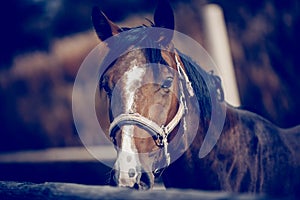Portrait of a bay horse with a white stripe on the muzzle, walking in the levada