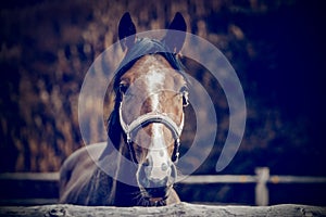 Portrait of a bay horse with a white stripe on the muzzle, walking in the levada