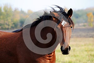 Portrait of a bay horse in the wild