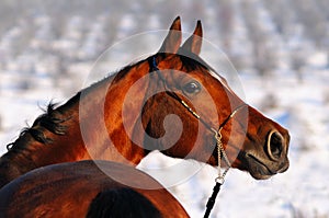 Portrait of bay horse in winter