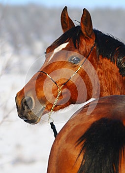 Portrait of bay horse in winter