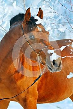 Portrait of bay horse in winter