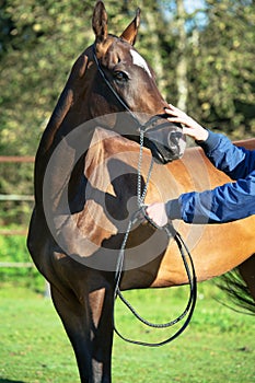 Portrait of bay purebred akhalteke mare