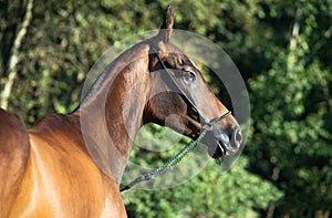 Portrait of bay purebred akhalteke mare