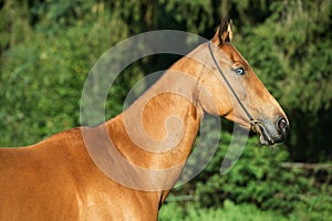 Portrait of bay purebred akhalteke mare