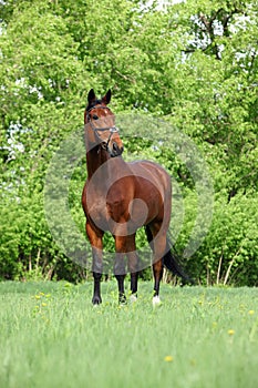 Portrait of bay sportive horse