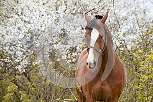 Portrait of bay  sportive  horse posing nearly  blossom tree. spring