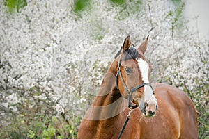 Portrait of bay  sportive  horse posing nearly  blossom tree. spring