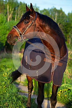 Portrait of bay  sportive stalion  horse-cover