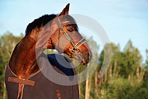 portrait of bay sportive stallion horse in cover blanket at summer evening