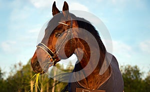 Portrait of bay  sportive Trakehner stalion  horse-cover at sunset. close up