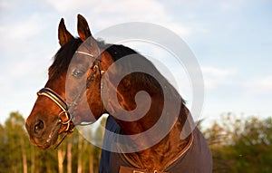 Portrait of bay  sportive Trakehner stalion  horse-cover at sunset. close up