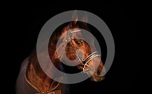 portrait of bay sportive Trakehner stalion horse-cover at sunset. close up