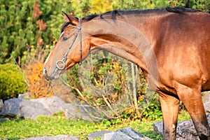 Portrait of  bay sportive warmblood horse posing in  stable garden