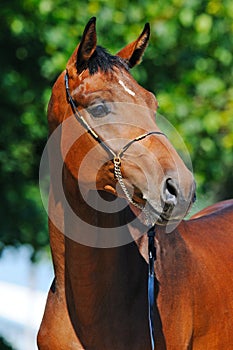 Portrait of bay stallion