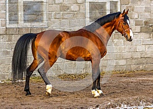 Portrait of a Bay stallion