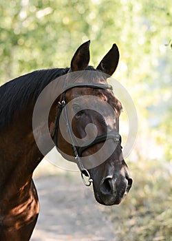 Portrait of a bay stallion a summer. Karachay horse breed