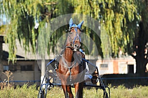 Portrait of a bay trotter horse in motion on hippodrome