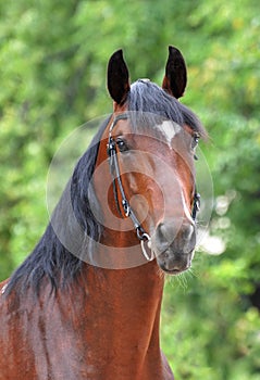 Portrait of the bay trotter stallion in freedomPortrait of bay orlov trotter on the green background