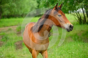 The portrait of the bay young horse is in rural