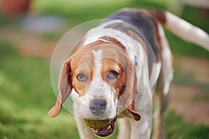 Portrait of beagle dog